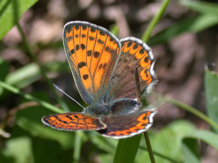 Lycaena tityrus con domanda